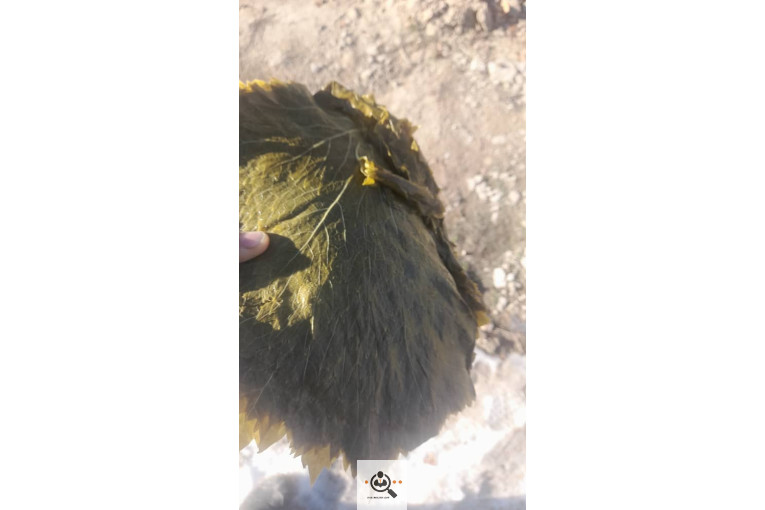 صادرات برگ مو فخر الدین در بجنورد