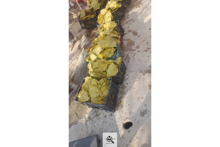 صادرات برگ مو فخر الدین در بجنورد