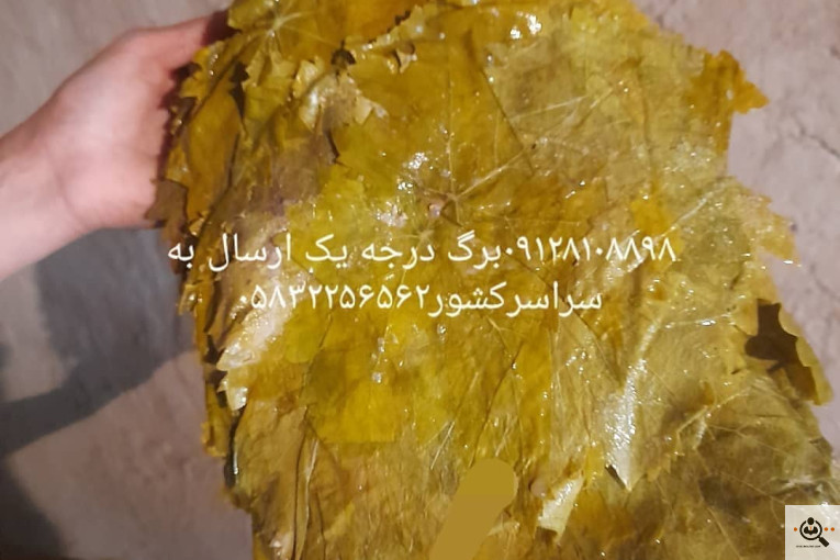 صادرات برگ مو فخر الدین در بجنورد