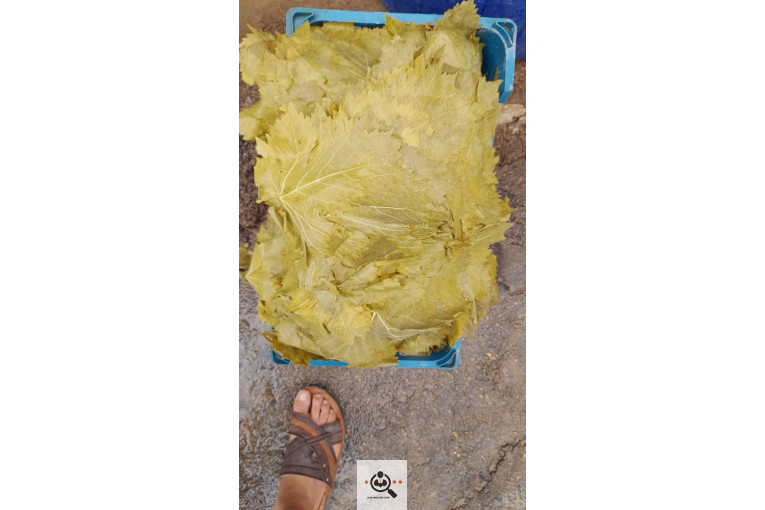 صادرات برگ مو فخر الدین در بجنورد