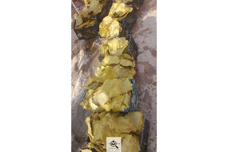 صادرات برگ مو فخر الدین در بجنورد