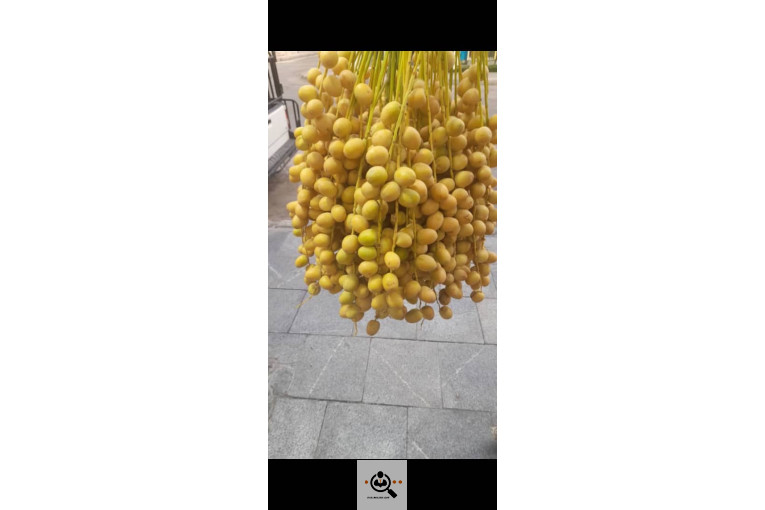 خرما داردان در تهران