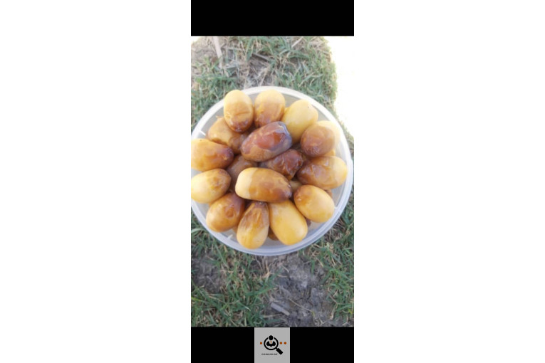 خرما داردان در تهران