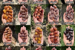 بسته بندی و پخش خرما و آجیل دکتر خرما در زنجان