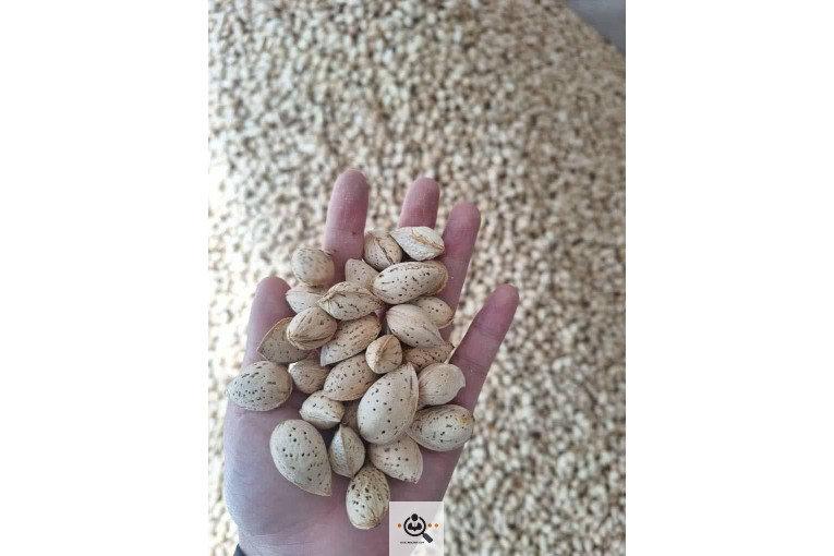 خشکبار کلاهی KOLAHI NUTS