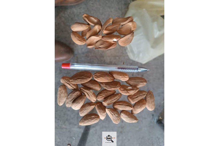 خشکبار کلاهی KOLAHI NUTS