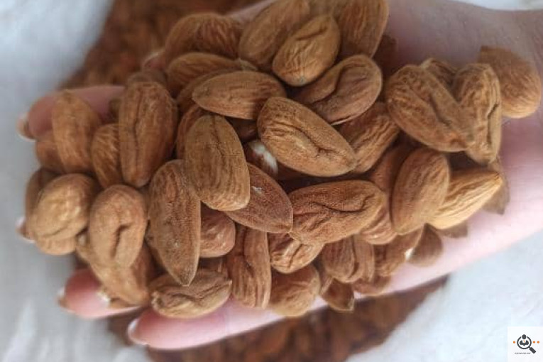 خشکبار کلاهی KOLAHI NUTS