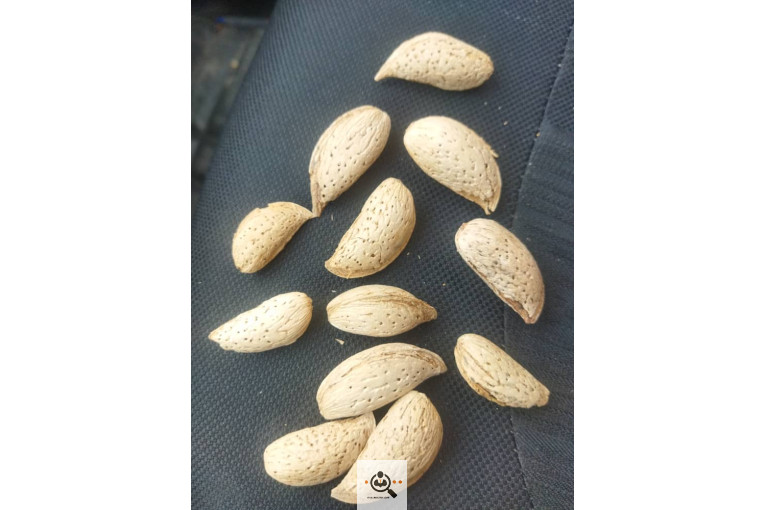 خشکبار کلاهی KOLAHI NUTS