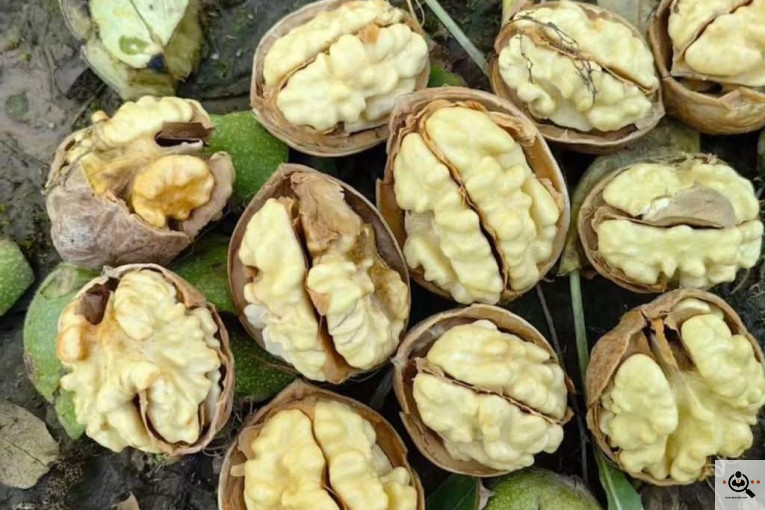 خشکبار کلاهی KOLAHI NUTS