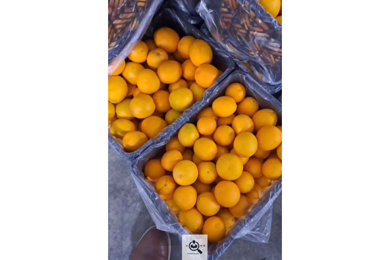 میوه جات و صیفی جات سالاری در جیرفت کرمان