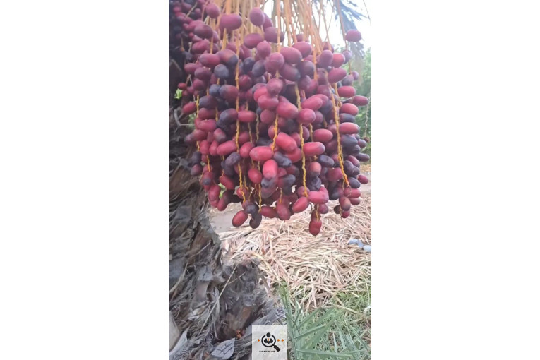 میوه جات و صیفی جات سالاری در جیرفت کرمان