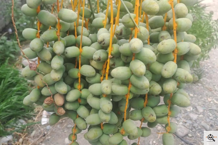 میوه جات و صیفی جات سالاری در جیرفت کرمان