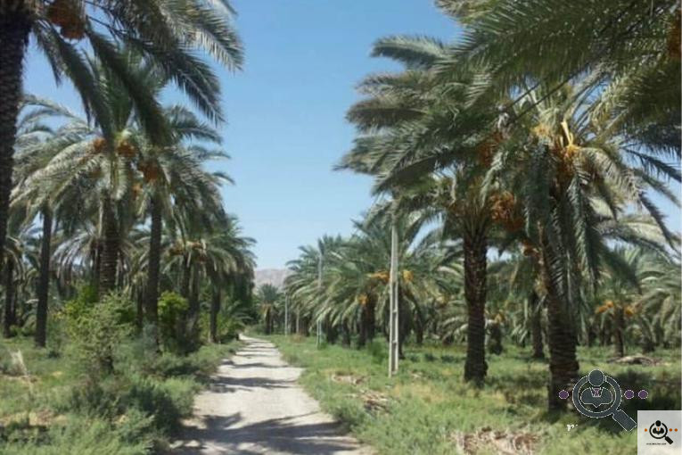 پخش و فروش خرمای پیارم در حاجی آباد