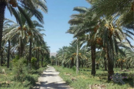 پخش و فروش خرمای پیارم در حاجی آباد
