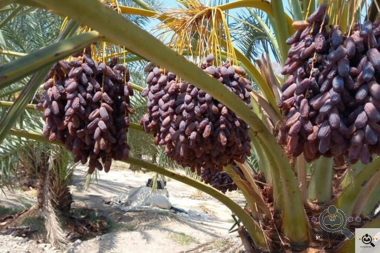 پخش و فروش خرمای پیارم در حاجی آباد