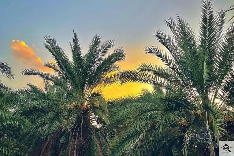 پخش و فروش خرمای پیارم در حاجی آباد