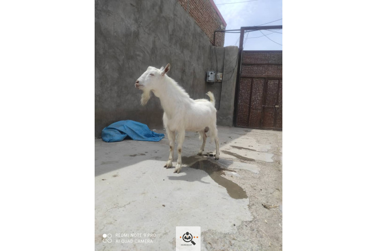 دامداری شکرالله زاده در آذرشهر