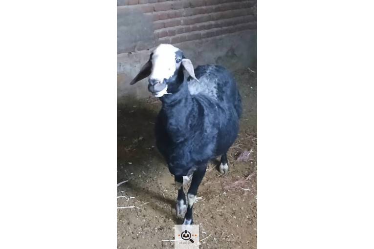 دامداری شکرالله زاده در آذرشهر