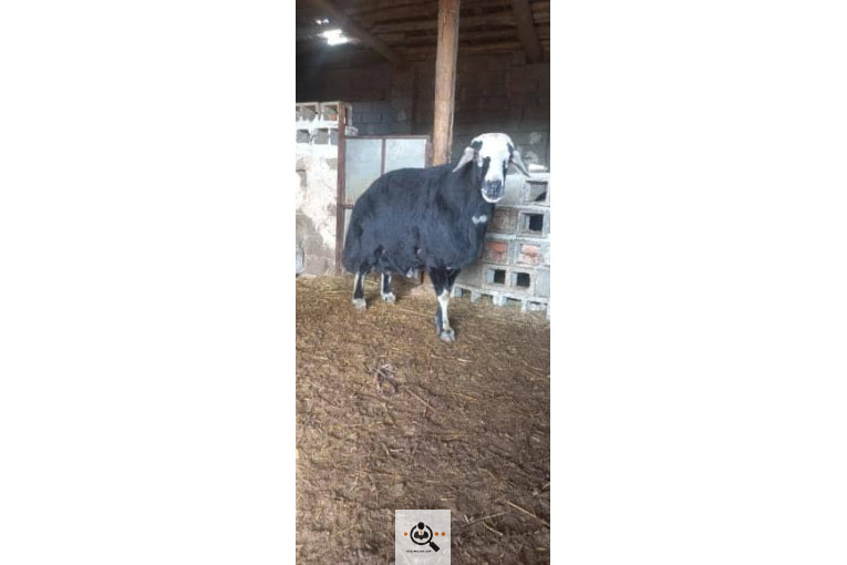 دامداری شکرالله زاده در آذرشهر