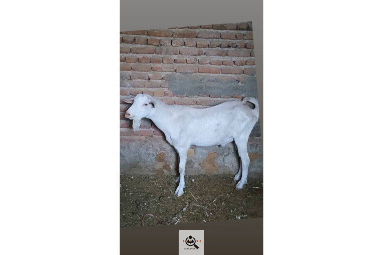 دامداری شکرالله زاده در آذرشهر