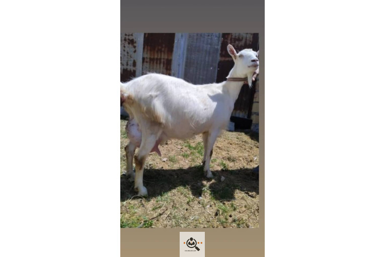 دامداری شکرالله زاده در آذرشهر