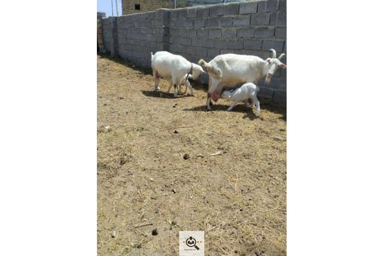 دامداری شکرالله زاده در آذرشهر