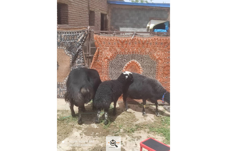 دامداری شکرالله زاده در آذرشهر