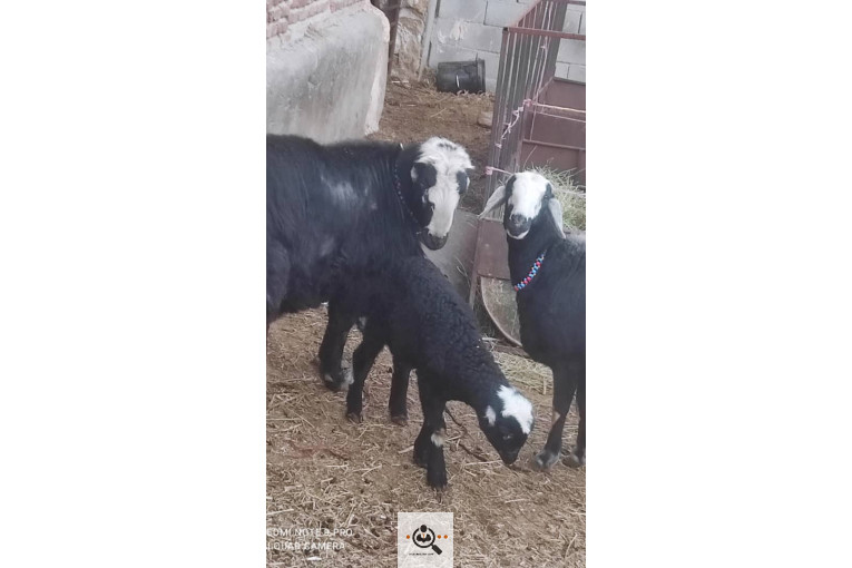 دامداری شکرالله زاده در آذرشهر