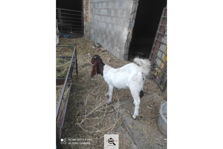 دامداری شکرالله زاده در آذرشهر