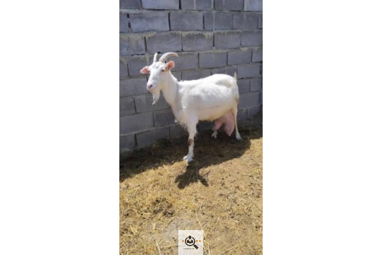 دامداری شکرالله زاده در آذرشهر