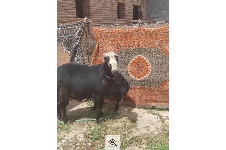 دامداری شکرالله زاده در آذرشهر