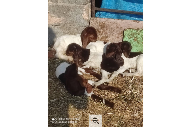 دامداری شکرالله زاده در آذرشهر