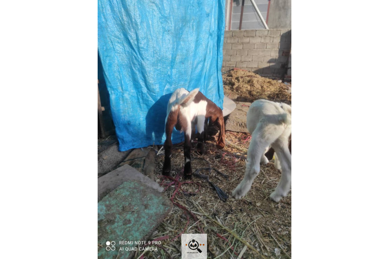 دامداری شکرالله زاده در آذرشهر