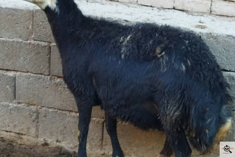 دامداری شکرالله زاده در آذرشهر