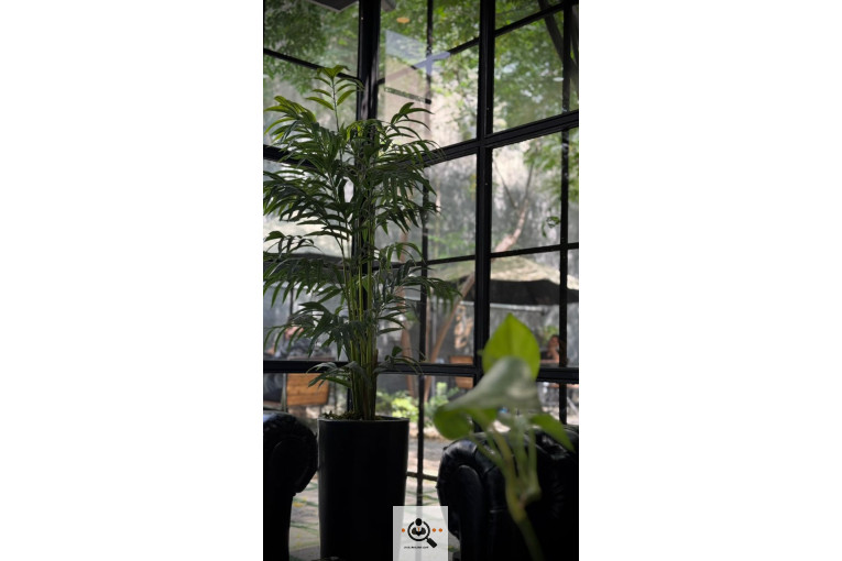 کافه رستری سینرژی در بهشهر