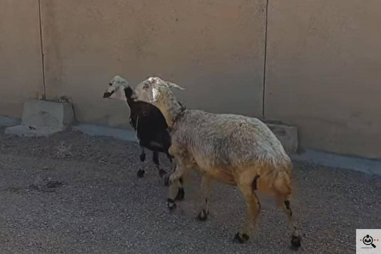 خرید و فروش دام کلات مورموری در آبدانان