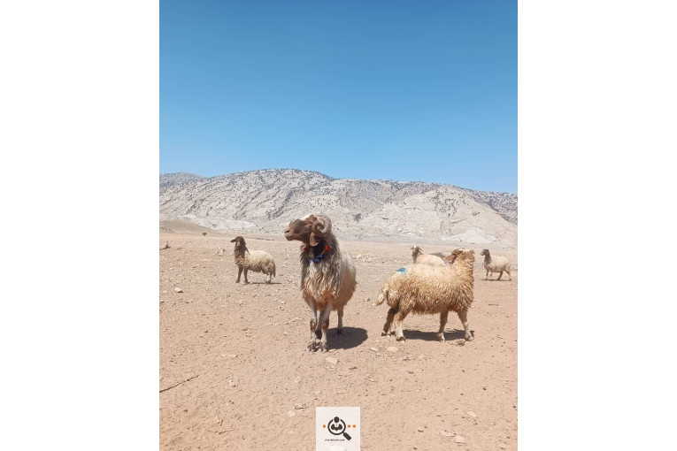 خرید و فروش دام کلات مورموری در آبدانان