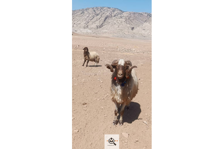 خرید و فروش دام کلات مورموری در آبدانان