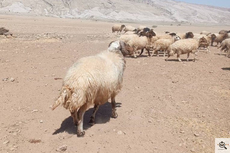 خرید و فروش دام کلات مورموری در آبدانان