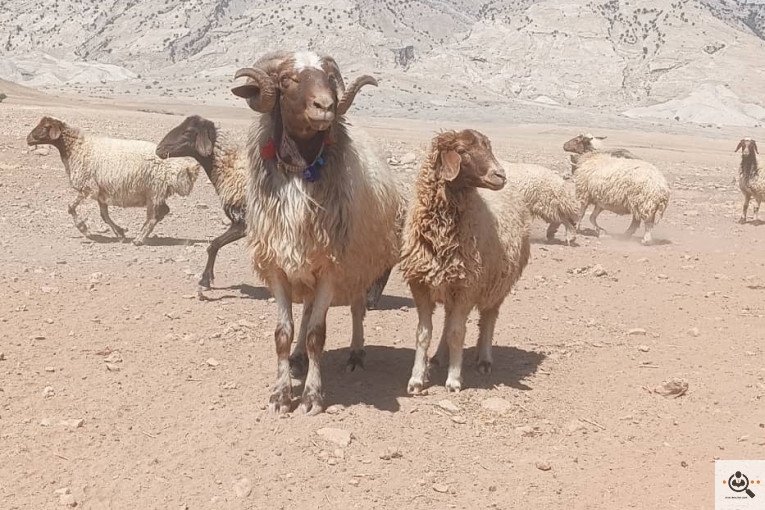 خرید و فروش دام کلات مورموری در آبدانان