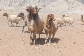 خرید و فروش دام کلات مورموری در آبدانان