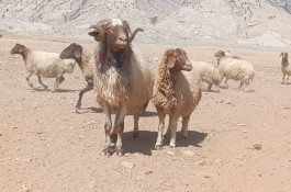 خرید و فروش دام کلات مورموری در آبدانان