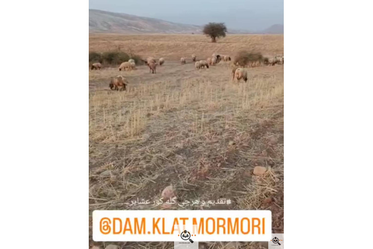خرید و فروش دام کلات مورموری در آبدانان