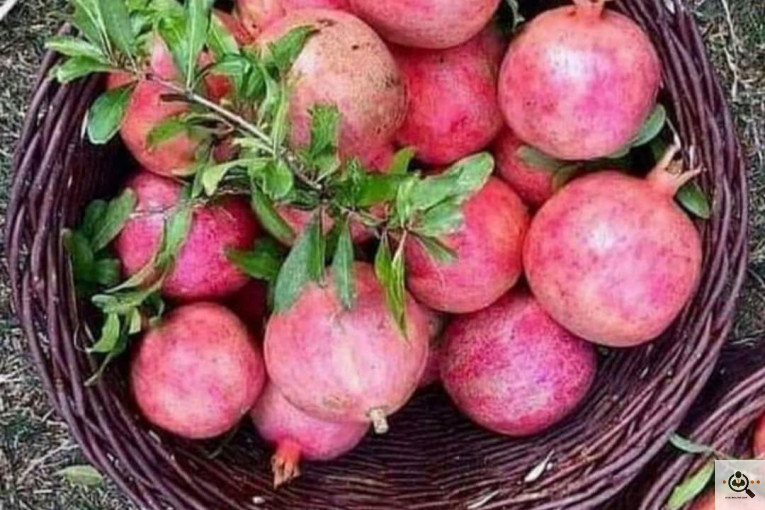 خريد و فروش انار در كوهمره سرخي نيريز شيراز