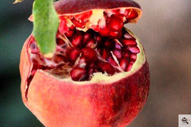 خريد و فروش انار در كوهمره سرخي نيريز شيراز
