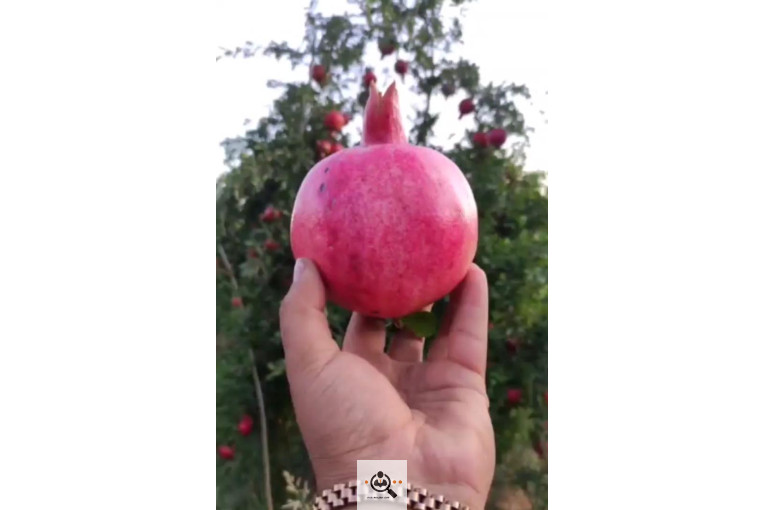 خريد و فروش انار در كوهمره سرخي نيريز شيراز