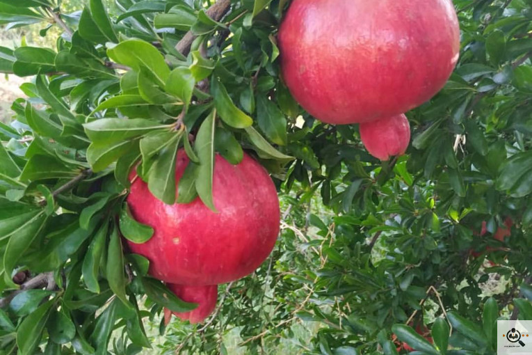 خريد و فروش انار در كوهمره سرخي نيريز شيراز