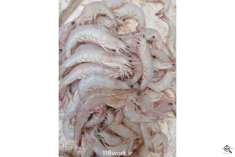 فروش و صادرات خرما رطب 3 در بوشهر