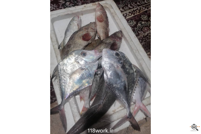 فروش و صادرات خرما رطب 3 در بوشهر