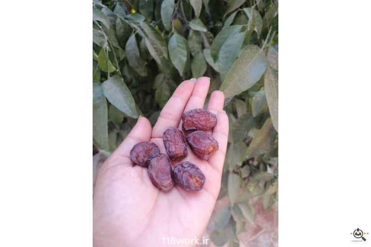 فروش و صادرات خرما رطب 3 در بوشهر